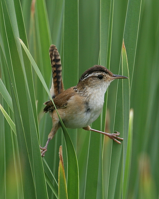 Marsh Wren