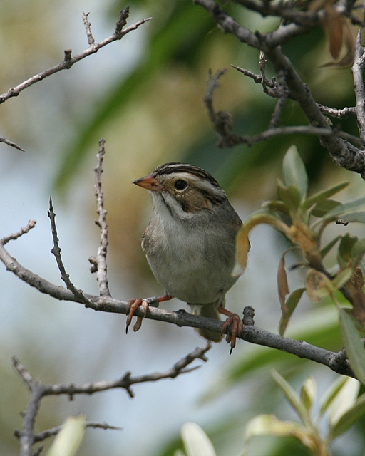 Clay-colored Sparrow