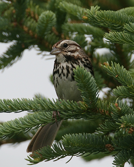 Song Sparrow