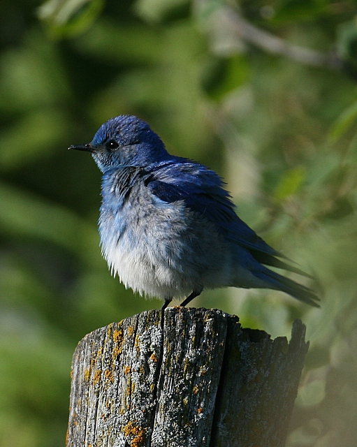 Mountain Bluebird