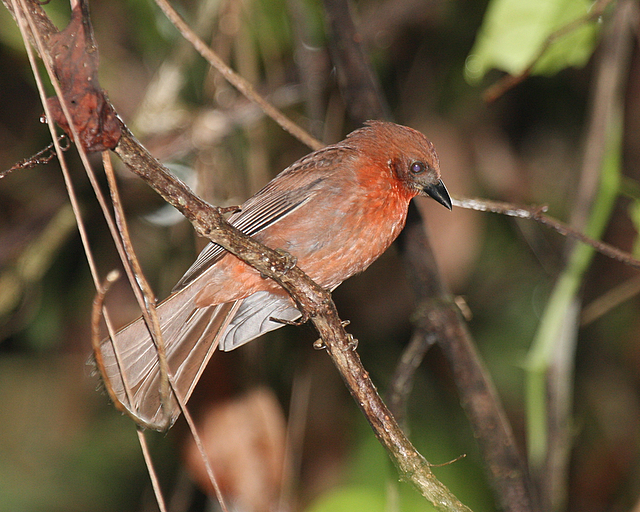Red-throated Ant-tanager