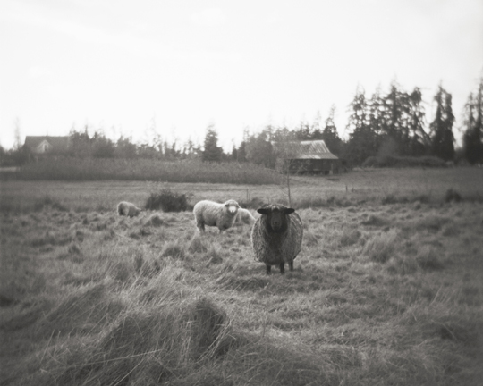 Autumn Pasture