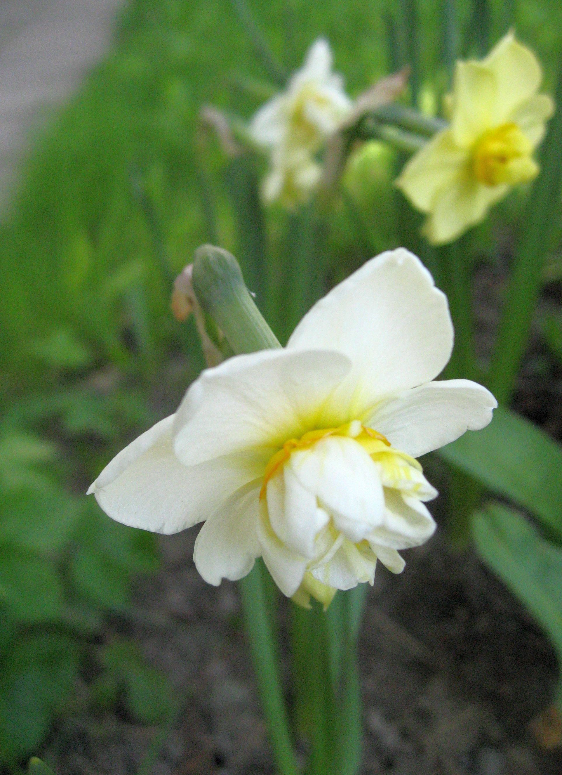 Narcissi 1 (2)