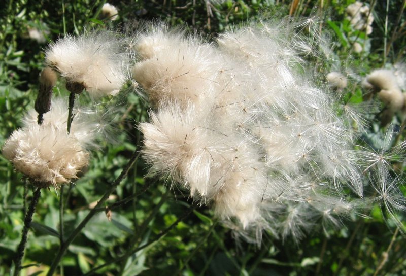 FLUFF  !