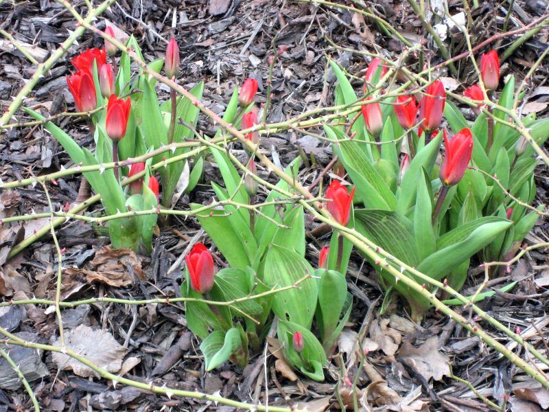 Shackled Tulips..