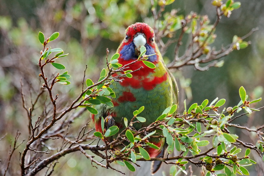 Australian King-Parrot 10