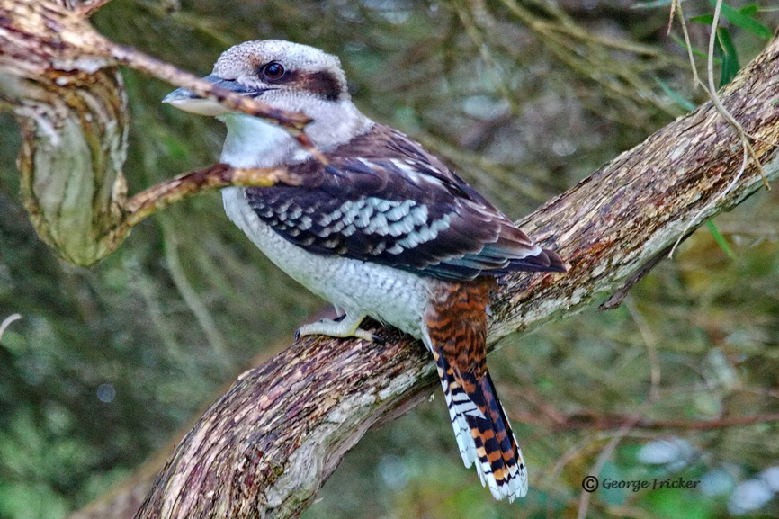 Laughing Kookaburra 2