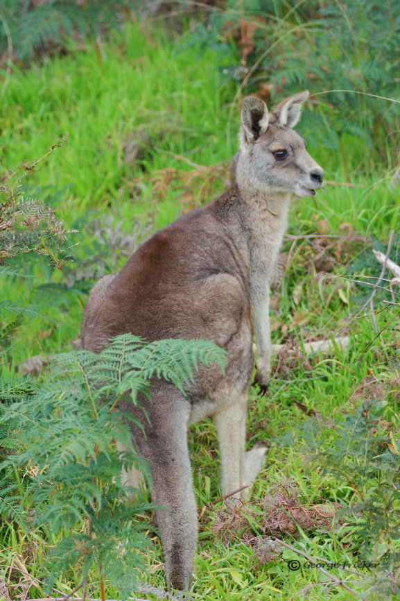 Doe Kangaroo, Angelsea, Victoria, Australia