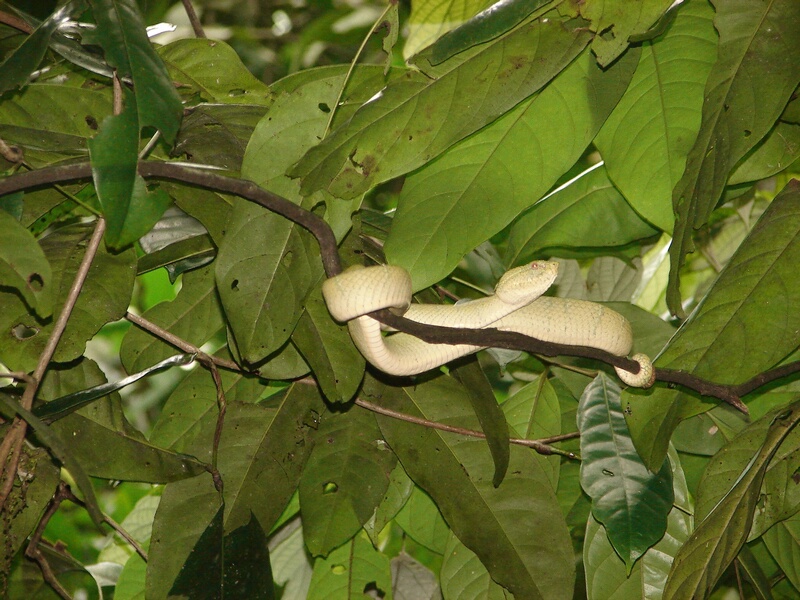Wagler Pit Viper d