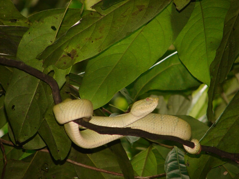 Wagler Pit Viper e