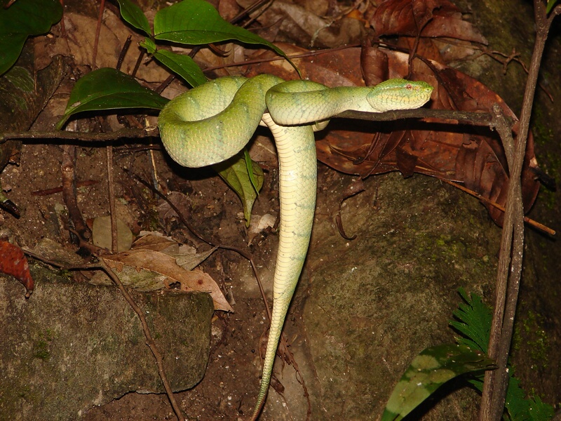 Wagler Pit Viper l