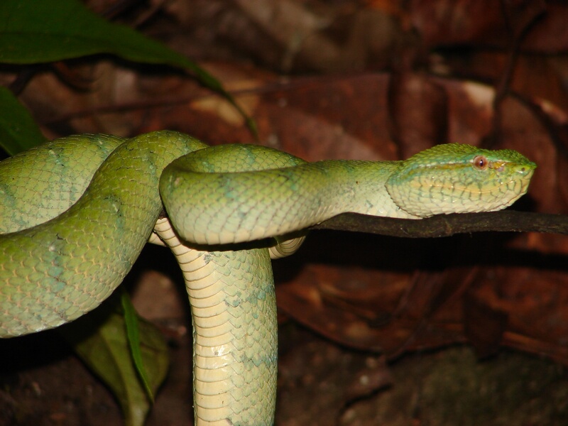 Wagler Pit Viper n