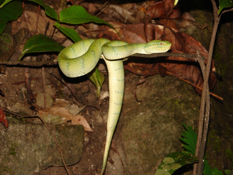 Wagler Pit Viper p