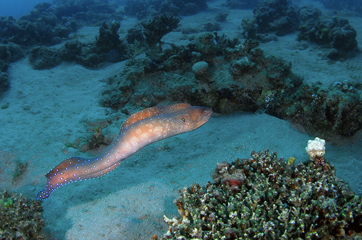 Giant moray