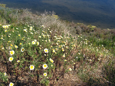 o6/64/818264/1/90250752.fos6sErr.LaRochaDaisies.jpg