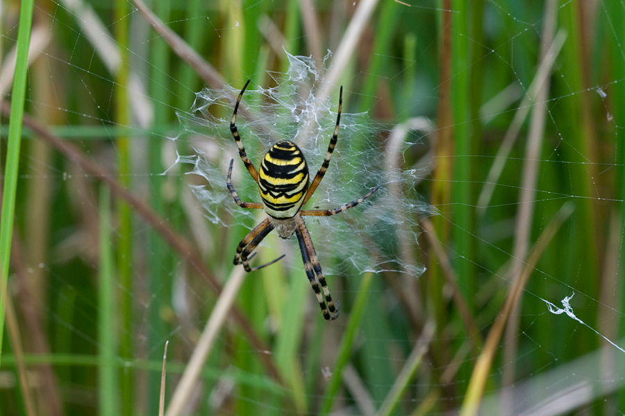 Wasp Spider / Hvepseedderkop