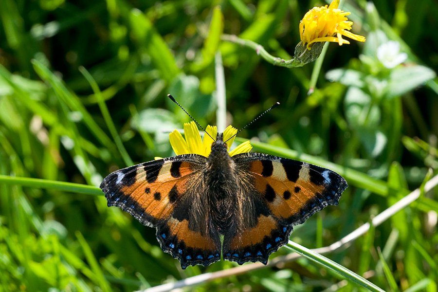 Small Tortoiseshell / Nldens takvinge