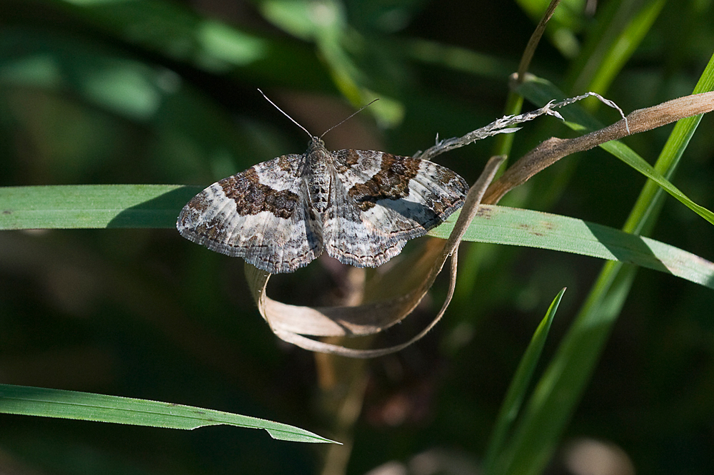 Broken-barred Carpet / Hasselmler 