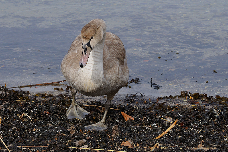 1) The ugly duckling / Den grimme lling