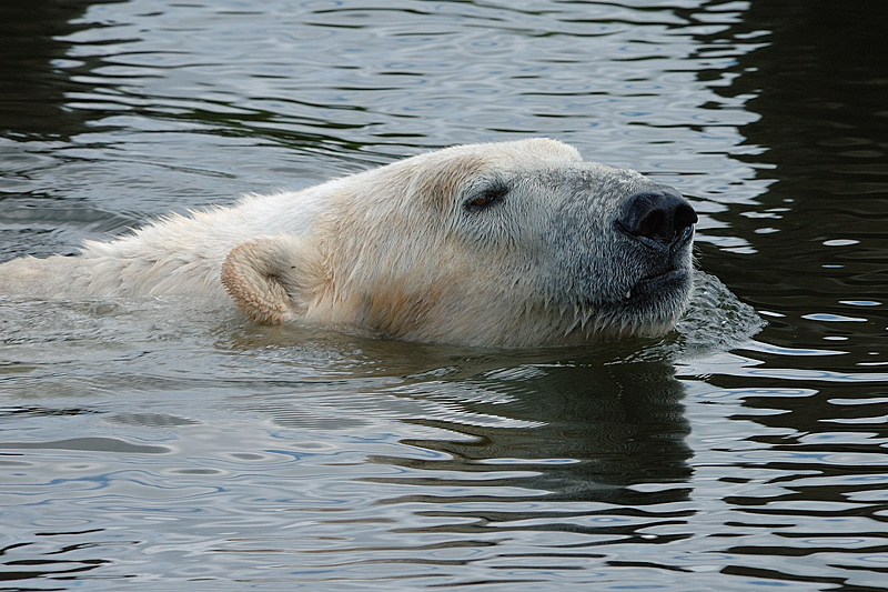 1) Polar bear bath / Isbjrnebad