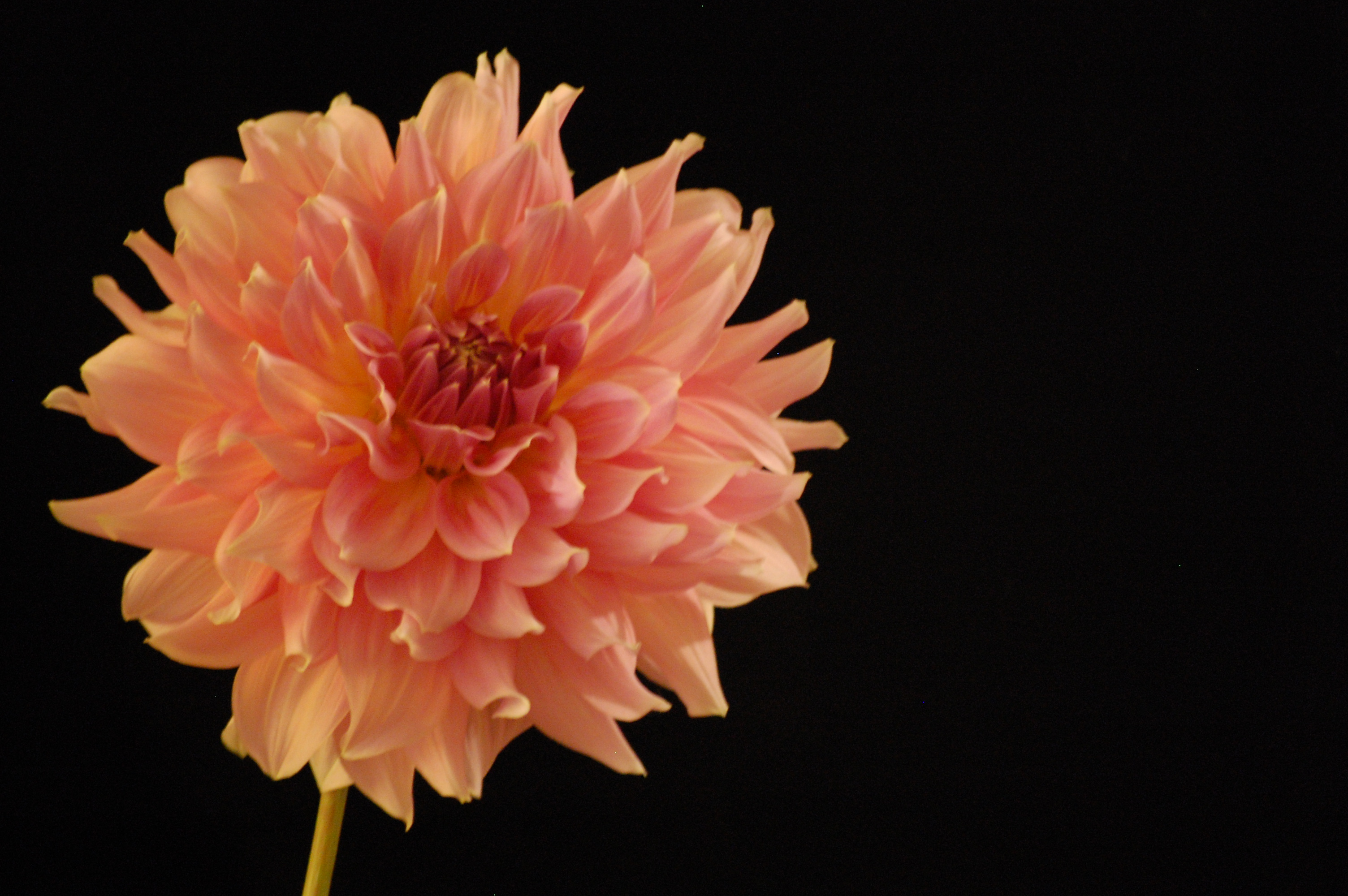 Kathys Flower