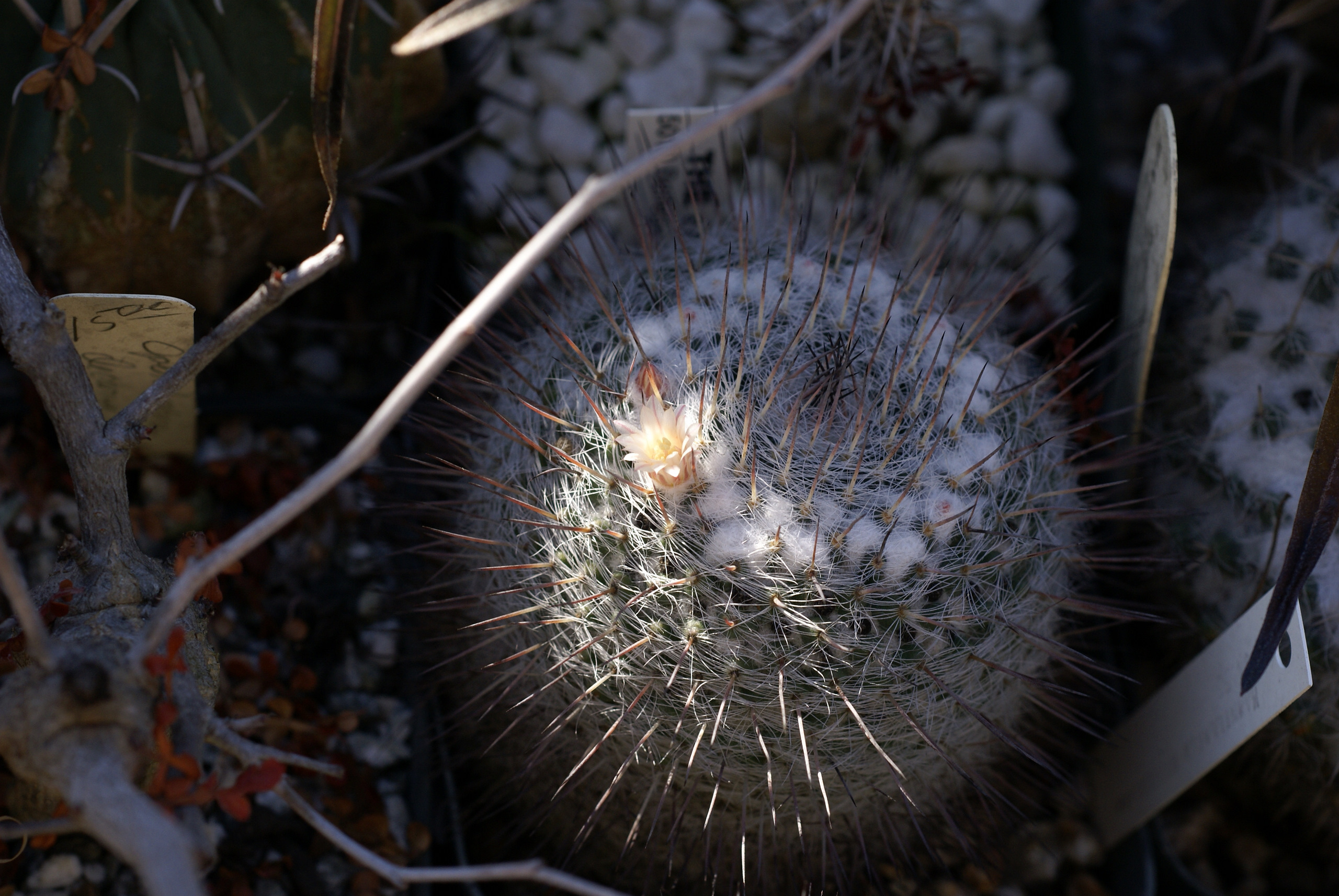 Mammillaria ritteriana