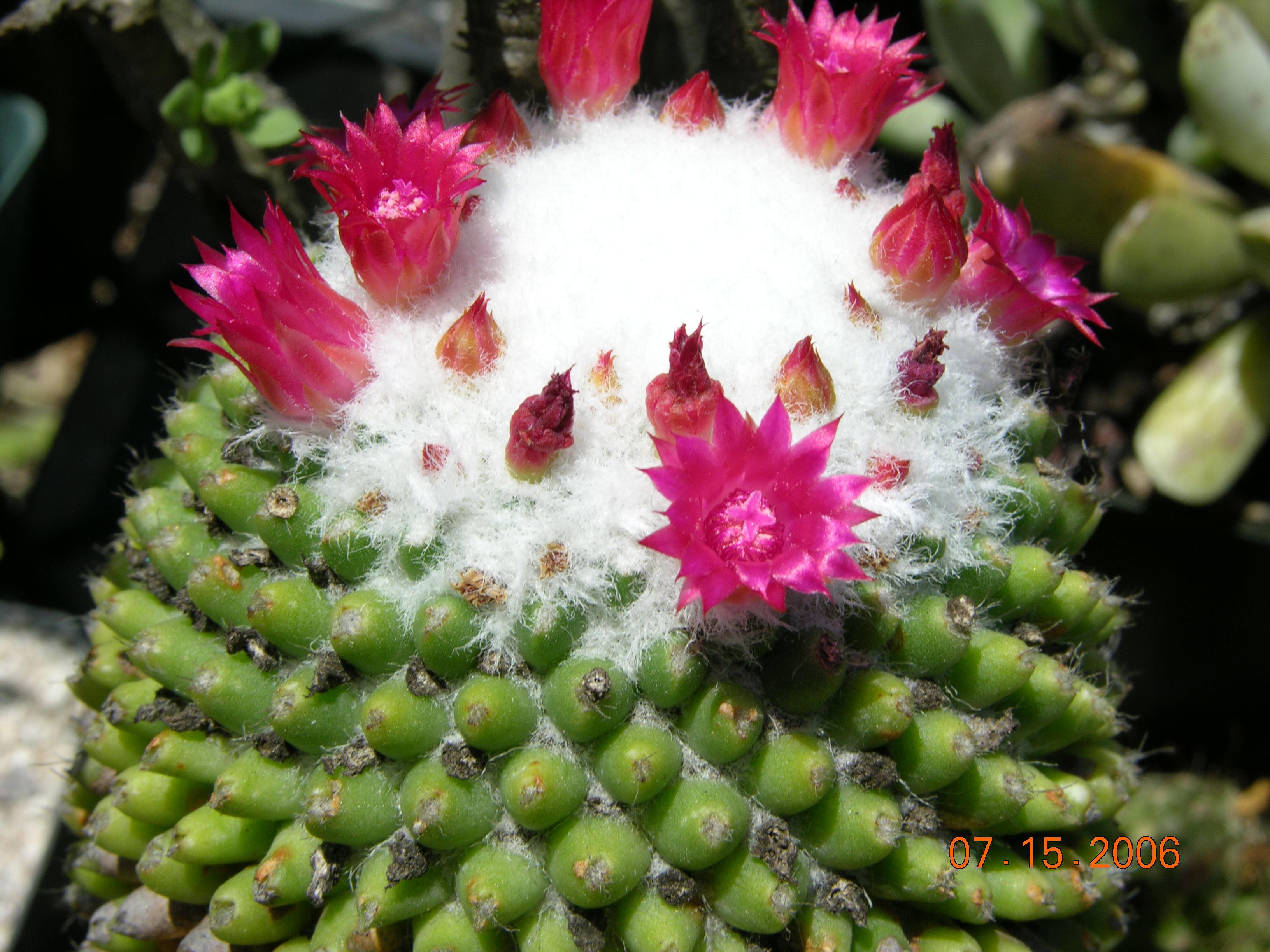 Mammillaria polythele frm. inermis