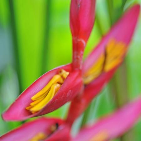 Heliconia bourgaeana x H.collinsiana cv. Pedro Outiz