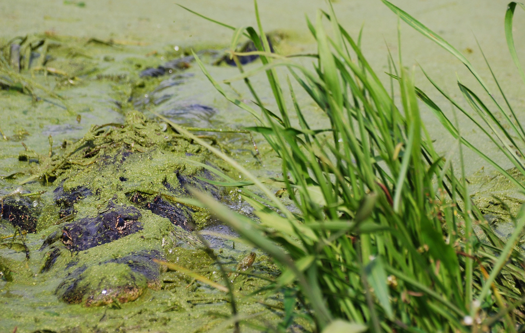 American Alligator