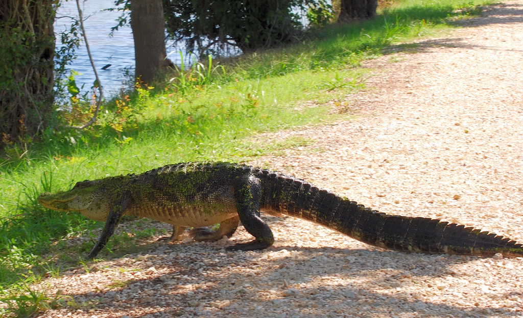 American Alligator