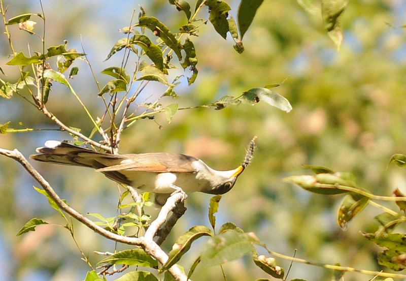 Yellow-billed Cuckoo