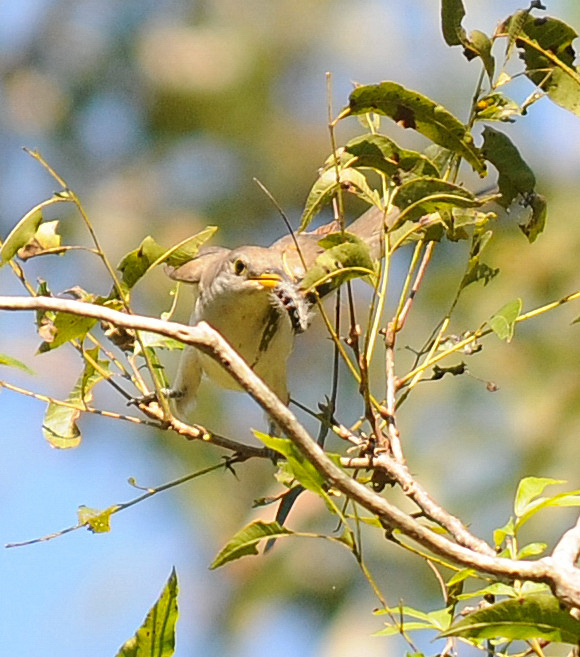 Yellow-billed Cuckoo