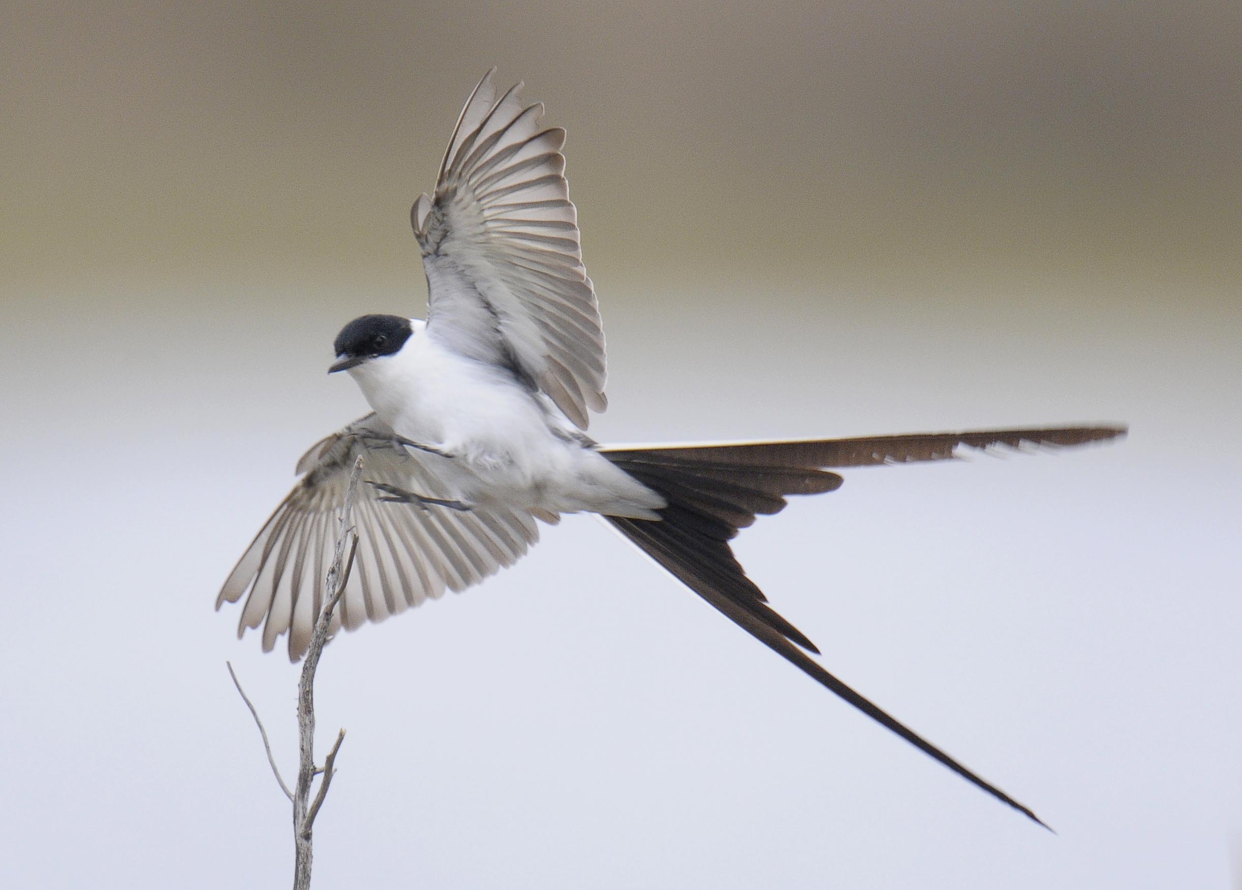 Fork-tailed  Flycatcher