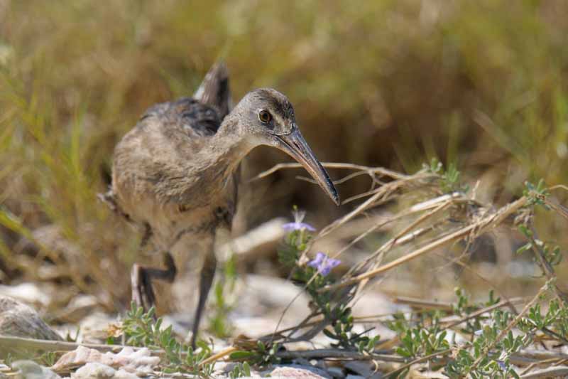 Clapper Rail