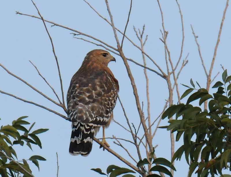 Red-shouldered Hawk