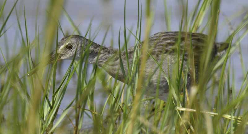 Clapper Rail
