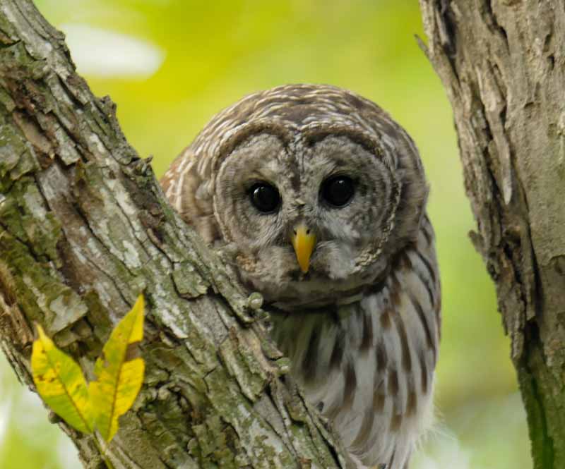 Barred Owl