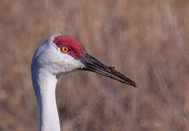 Sandhill Craine