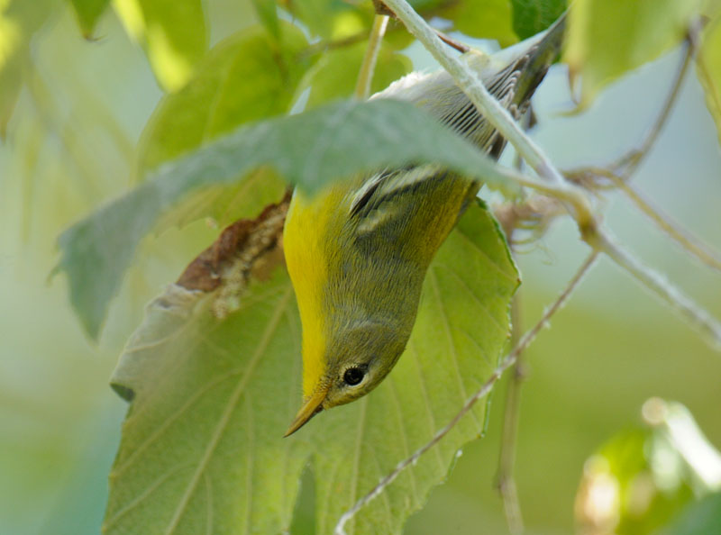 Northern Parula