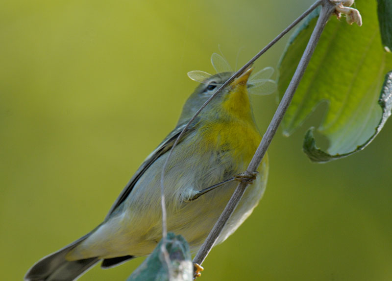 Northern Parula