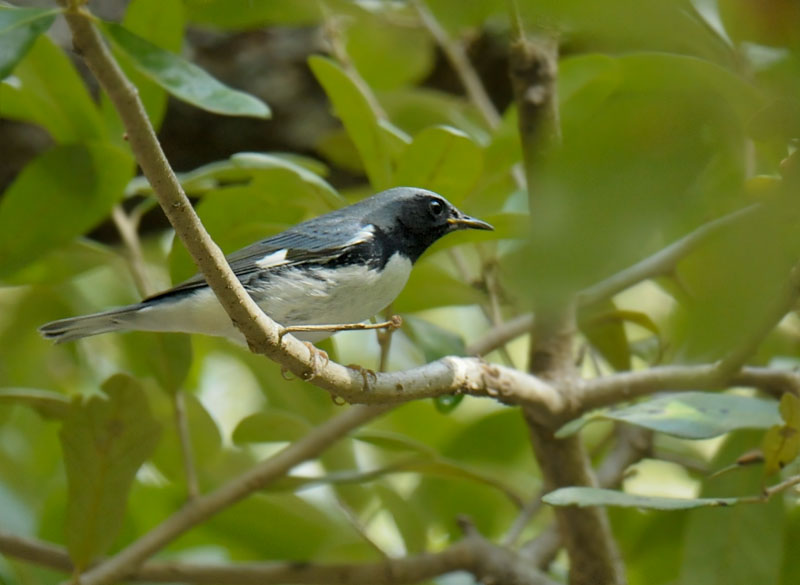 Black-throated Blue Warbler
