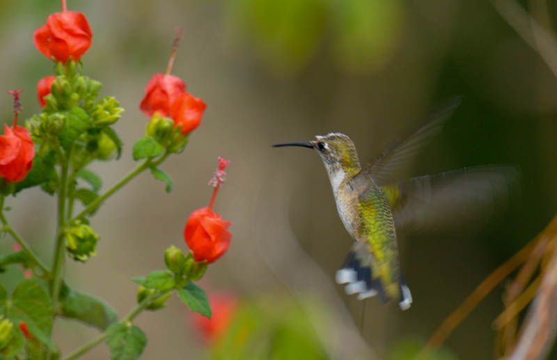 Ruby-throated Hummingbird