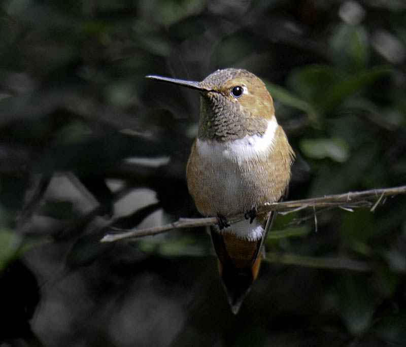 Rufous Hummingbird