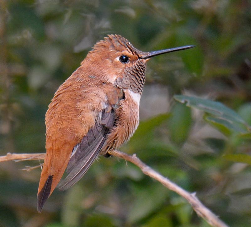 Rufous Hummingbird