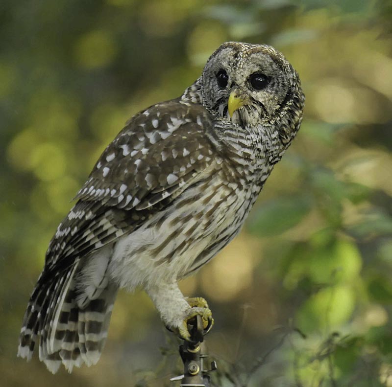 Barred Owl