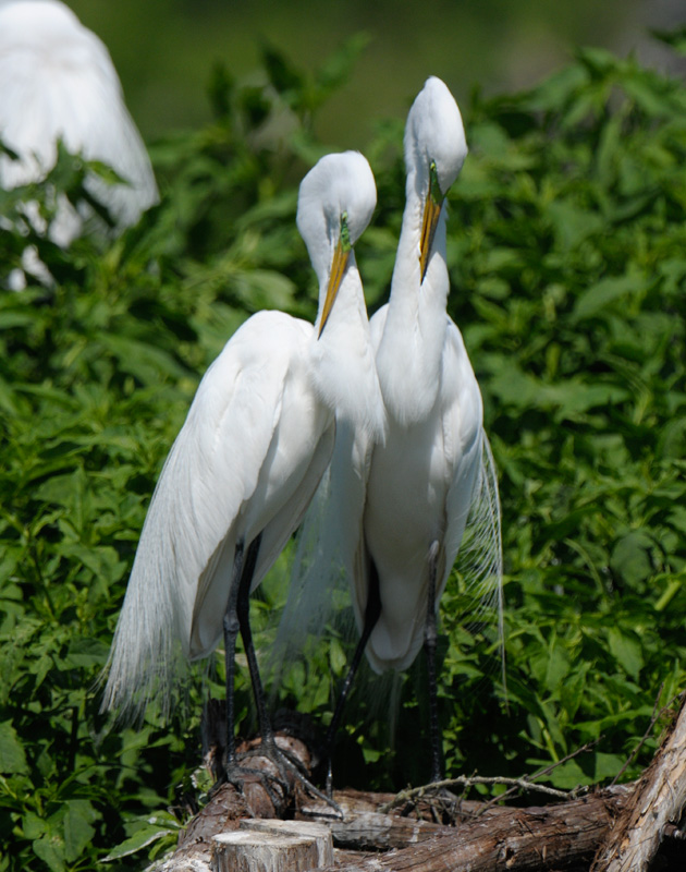 Great Egret