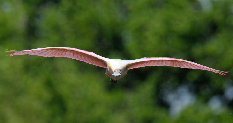 Roseat Spoonbill