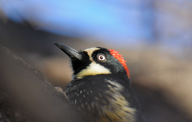 Acorn Woodpecker
