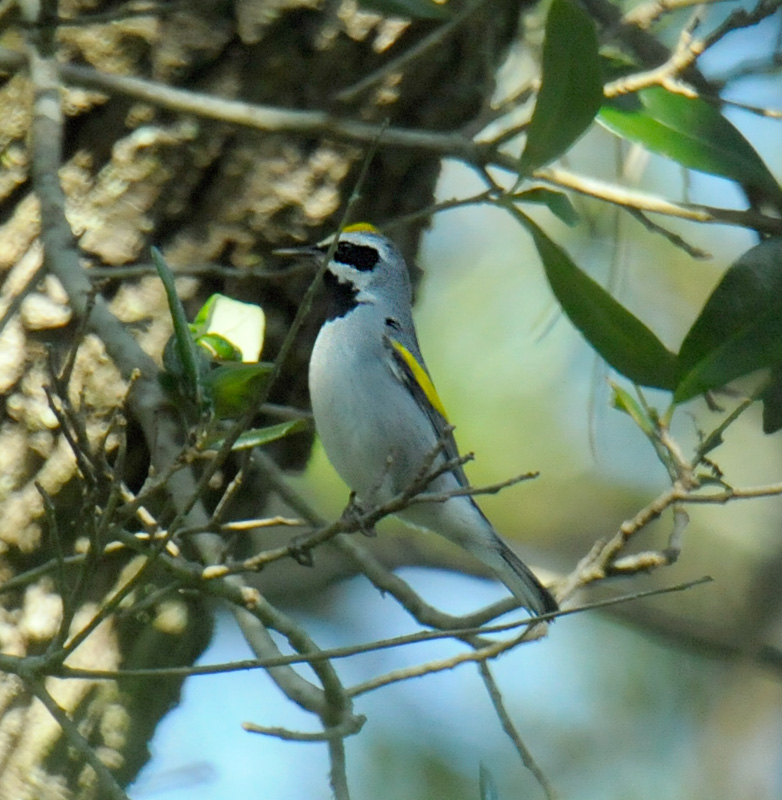 Golden-winged Warbler