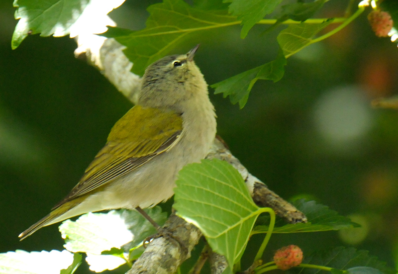 Tennessee Warbler